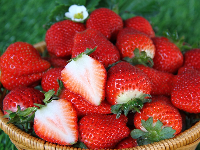 台中採草莓草莓世界