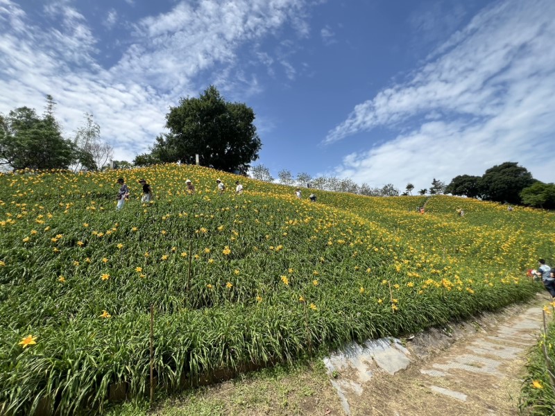 【來找好玩】彰化虎山巖金針花海大盛開 五月賞花最佳聖地 花期可延續至7月中旬